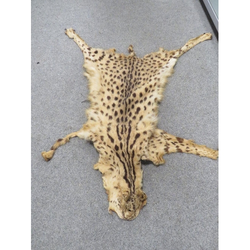 61 - A WILD CAT PELT