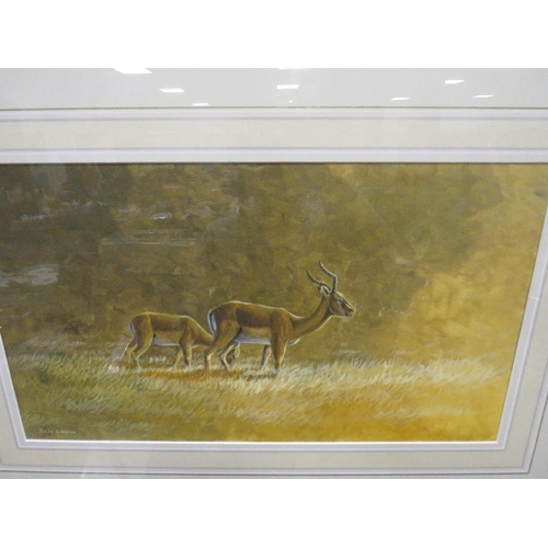 25 - JULIE G ASKEW - A FRAMED WATERCOLOUR DEPICTING ANTELOPE 23 X 40.5 CM