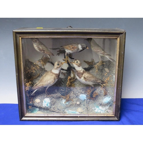 458 - A SMALL CASED TAXIDERMY STUDY OF FIVE WOODLAND BIRDS, in naturalistic setting, W 37 cm, H 33 cm, D 1... 