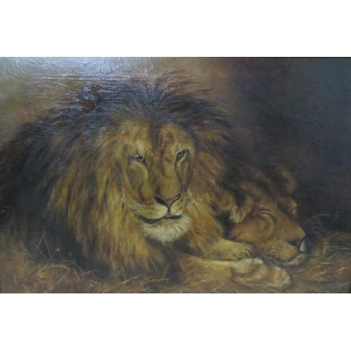 56 - P. JAQUES. Study of a lion and lioness resting in the grass, signed and dated 1910 lower right, oil ... 