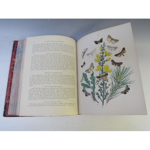 105 - W. F. KIRBY - 'European Butterflies & Moths' with 61 coloured plates, published by Cassell & Co. 188... 