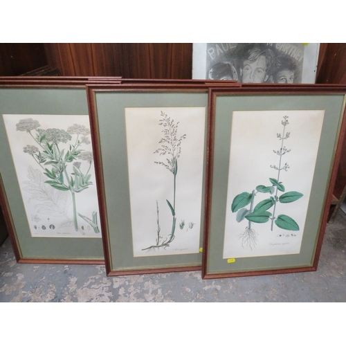 15 - A SET OF SIX FRAMED AND GLAZED BOTANICAL ENGRAVINGS