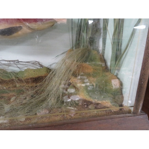 292 - A VINTAGE CASED TAXIDERMY OF A TROUT