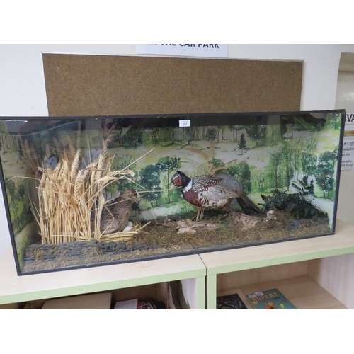 845 - A LARGE CASED TAXIDERMY STUDY OF TWO PHEASANTS WITH CHICKS IN NATURALISTIC SETTING - CASE W 123 CM