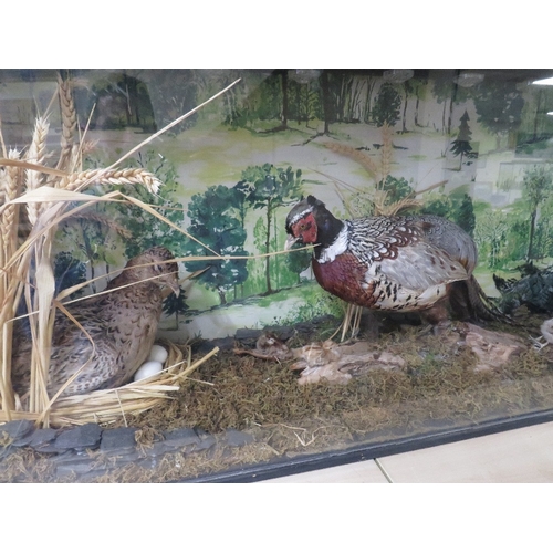 845 - A LARGE CASED TAXIDERMY STUDY OF TWO PHEASANTS WITH CHICKS IN NATURALISTIC SETTING - CASE W 123 CM