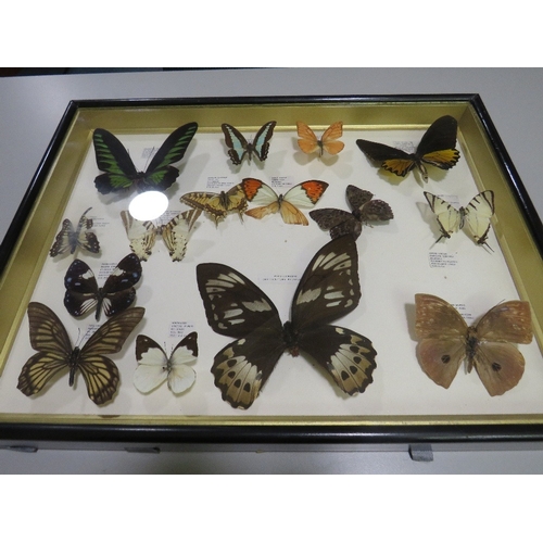 24 - A FRAMED AND GLAZED TAXIDERMY BUTTERFLY DISPLAY