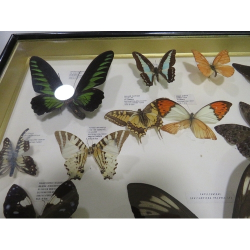 24 - A FRAMED AND GLAZED TAXIDERMY BUTTERFLY DISPLAY