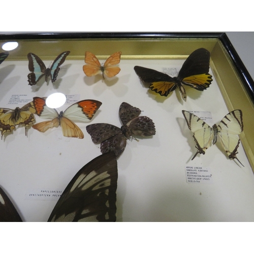 24 - A FRAMED AND GLAZED TAXIDERMY BUTTERFLY DISPLAY