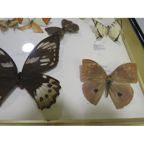 24 - A FRAMED AND GLAZED TAXIDERMY BUTTERFLY DISPLAY