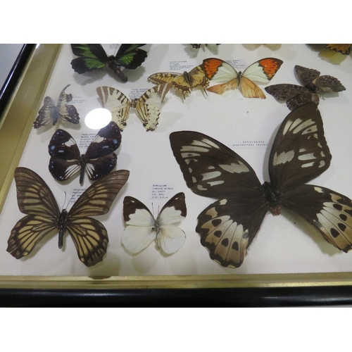 24 - A FRAMED AND GLAZED TAXIDERMY BUTTERFLY DISPLAY