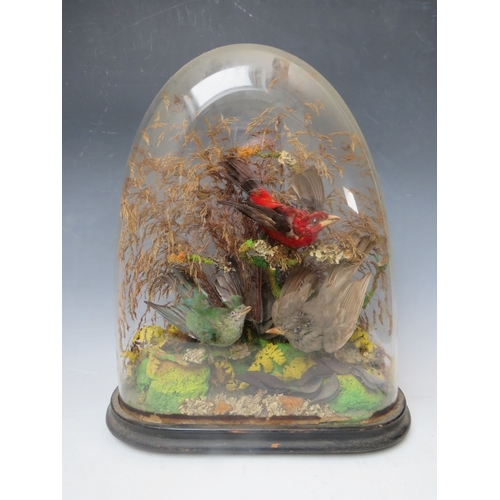 228 - TAXIDERMY INTEREST, a collection of three Taxidermy small birds in a naturalistic setting amongst dr... 