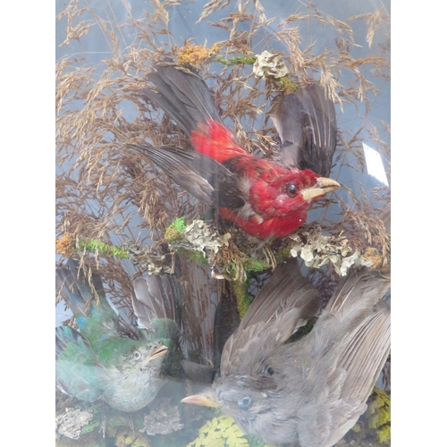 228 - TAXIDERMY INTEREST, a collection of three Taxidermy small birds in a naturalistic setting amongst dr... 