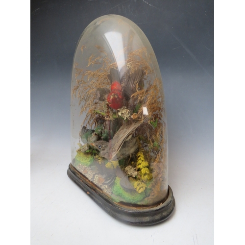 228 - TAXIDERMY INTEREST, a collection of three Taxidermy small birds in a naturalistic setting amongst dr... 