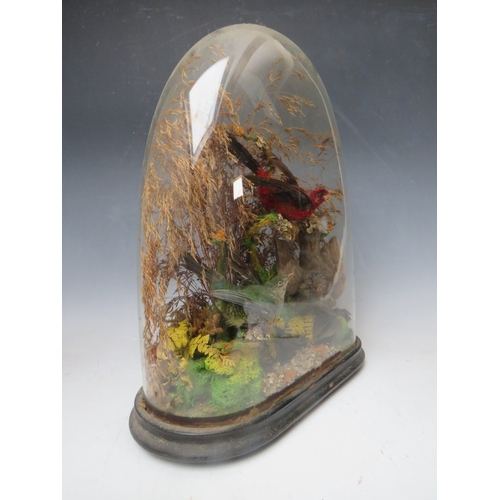 228 - TAXIDERMY INTEREST, a collection of three Taxidermy small birds in a naturalistic setting amongst dr... 