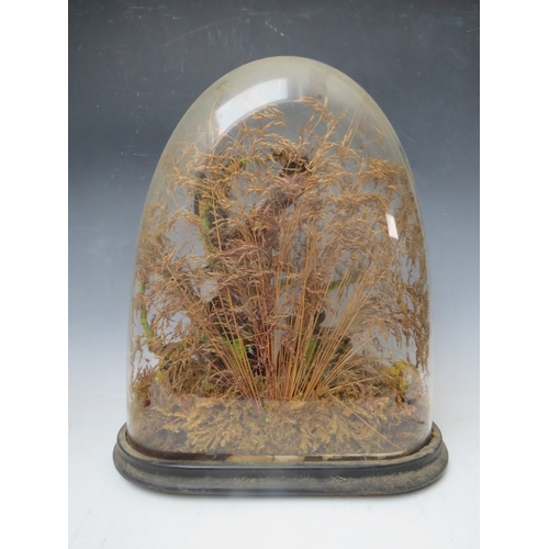 228 - TAXIDERMY INTEREST, a collection of three Taxidermy small birds in a naturalistic setting amongst dr... 