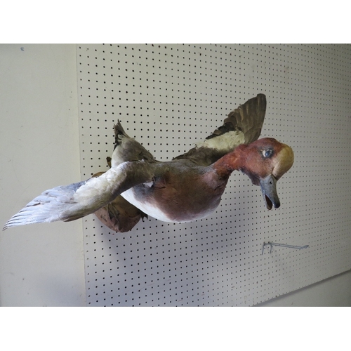 217 - TWO TAXIDERMY DUCKS