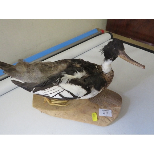 217 - TWO TAXIDERMY DUCKS