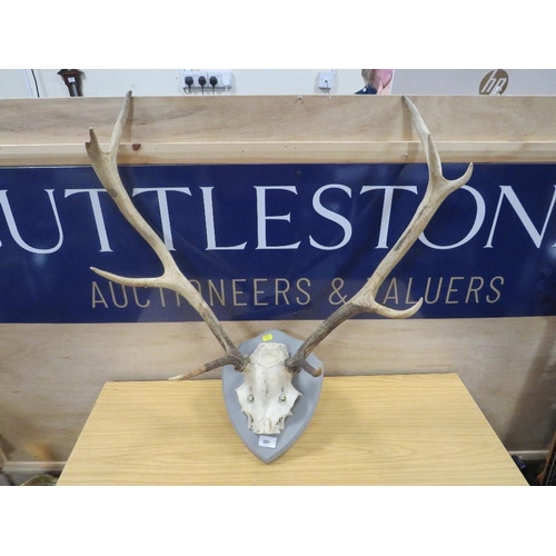 251 - A SET OF ANTLERS AND SKULL