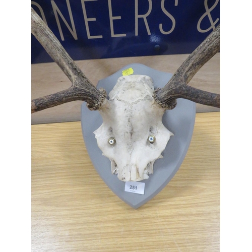 251 - A SET OF ANTLERS AND SKULL