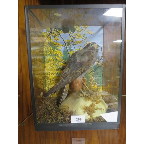 269 - A CASED TAXIDERMY STUDY OF A KESTREL