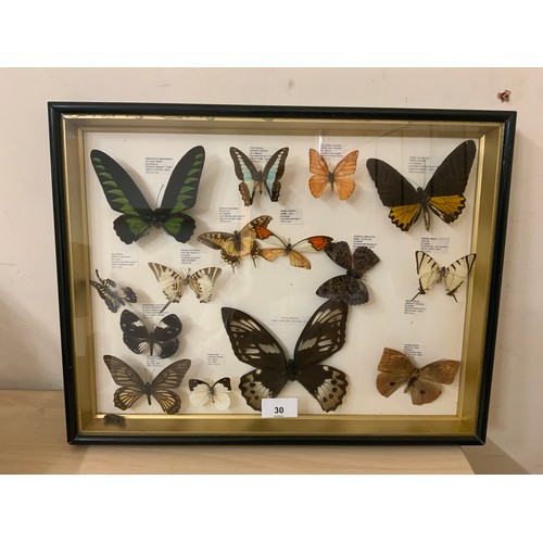 30 - A FRAMED AND GLAZED TAXIDERMY BUTTERFLY DISPLAY