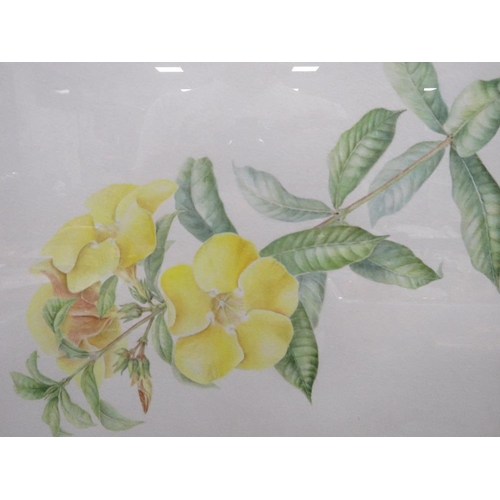 10 - A Helen Caddick signed with monogram, framed and glazed watercolour still life studies 'Allamanda Ca... 