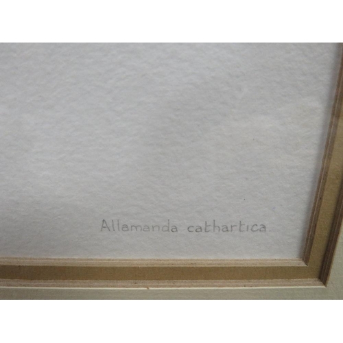 10 - A Helen Caddick signed with monogram, framed and glazed watercolour still life studies 'Allamanda Ca... 