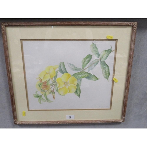 10 - A Helen Caddick signed with monogram, framed and glazed watercolour still life studies 'Allamanda Ca... 