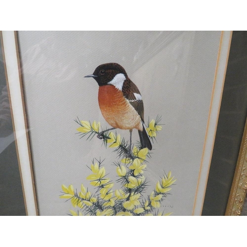 28 - Crank - A gilt framed and glazed watercolour of a stonechat on a gorse bush