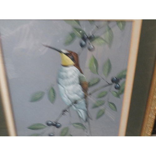 29 - Crank - A gilt framed and glazed watercolour of a bee eater on a gorse bush