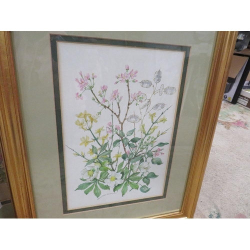 31 - A set of four gilt framed and glazed botanical watercolour studies and two other watercolours (4)