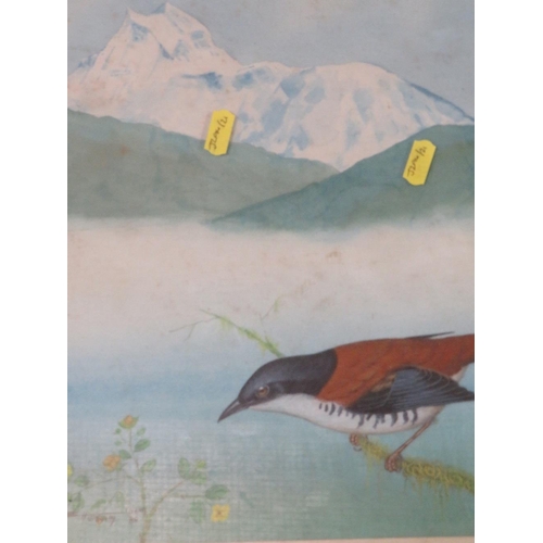 204 - Five North Indian/Nepal paintings of wild birds with Hymalaya mountain backgrounds, framed and glaze... 