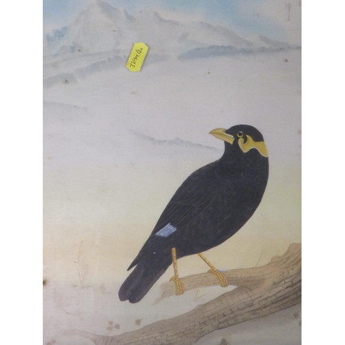 204 - Five North Indian/Nepal paintings of wild birds with Hymalaya mountain backgrounds, framed and glaze... 