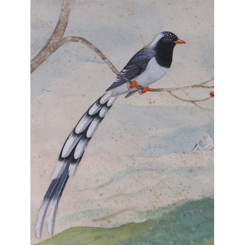 204 - Five North Indian/Nepal paintings of wild birds with Hymalaya mountain backgrounds, framed and glaze... 