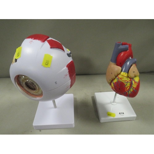 414 - An anatomy model of the heart and eye