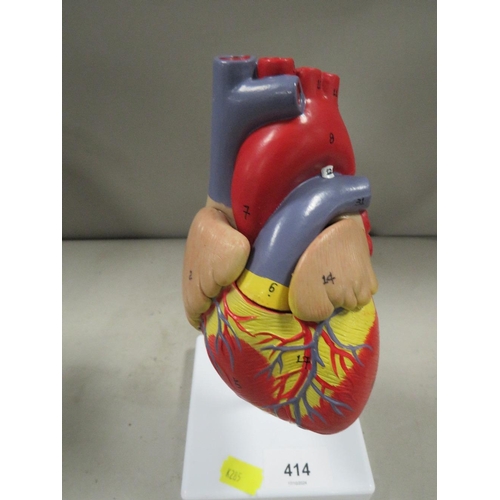 414 - An anatomy model of the heart and eye