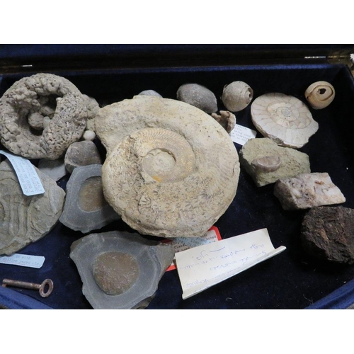 433 - A display containing a selection of assorted fossils together with a tray of similar