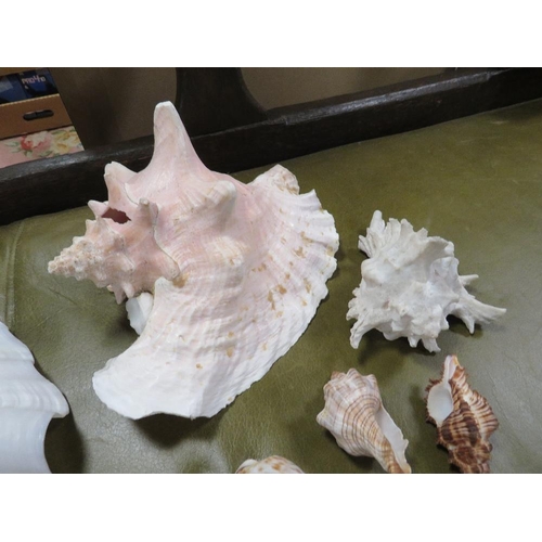 68 - A collection of shells to include a conch shell A/F