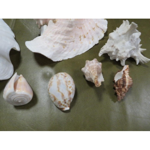 68 - A collection of shells to include a conch shell A/F