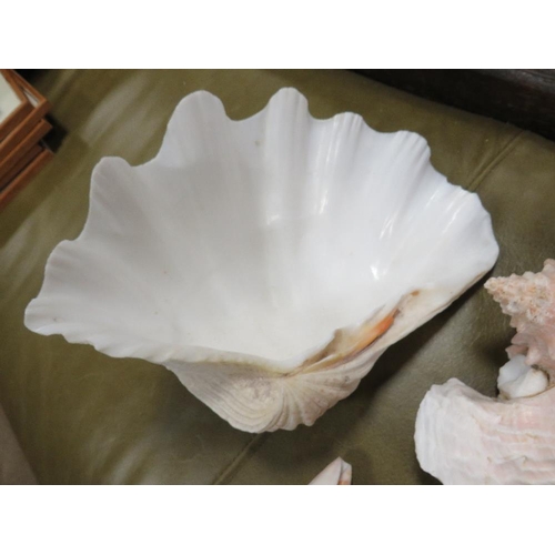 68 - A collection of shells to include a conch shell A/F