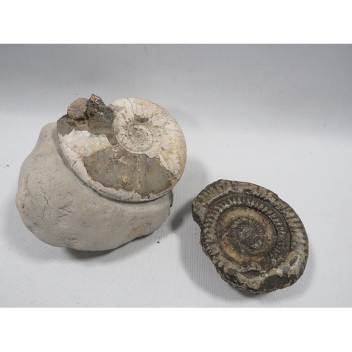 452 - Two ammonites