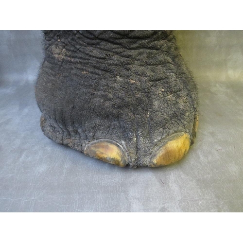 1058 - TAXIDERMY - A 19TH CENTURY ELEPHANT FOOT WITH SKIN SEAT - LOXODONTA CYCLOTIS, H 49 cm, W 38 cm, D 41... 