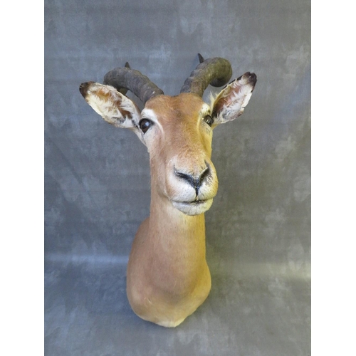 1054 - TAXIDERMY - AN AFRICAN SPRINGBOK, neck mount, looking straight ahead, on a wooden plinth, H 60 cm