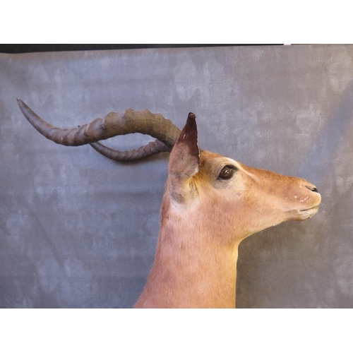 1054 - TAXIDERMY - AN AFRICAN SPRINGBOK, neck mount, looking straight ahead, on a wooden plinth, H 60 cm