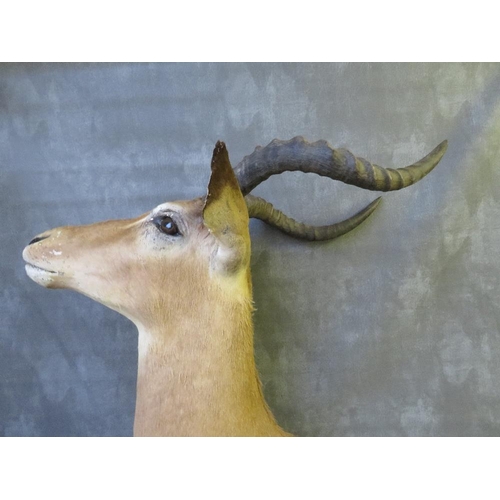 1054 - TAXIDERMY - AN AFRICAN SPRINGBOK, neck mount, looking straight ahead, on a wooden plinth, H 60 cm