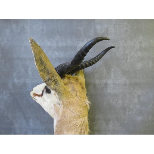 1055 - TAXIDERMY - AN AFRICAN IMPALA, neck mount, looking straight ahead, by Nico Van Rooyen, H 74 cm