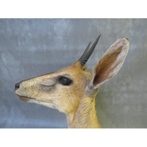 1056 - TAXIDERMY - AN AFRICAN DUIKER ANTELOPE, neck mount, looking straight ahead, H 37 cm