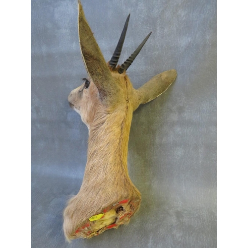 1056 - TAXIDERMY - AN AFRICAN DUIKER ANTELOPE, neck mount, looking straight ahead, H 37 cm