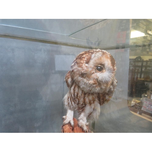 1060 - TAXIDERMY - A TAWNY OWL ATOP A TREE STUMP IN A NATURALISTIC SETTING, in a glass case, case 49 x 53 c... 