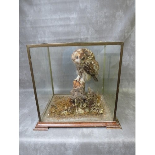 1060 - TAXIDERMY - A TAWNY OWL ATOP A TREE STUMP IN A NATURALISTIC SETTING, in a glass case, case 49 x 53 c... 